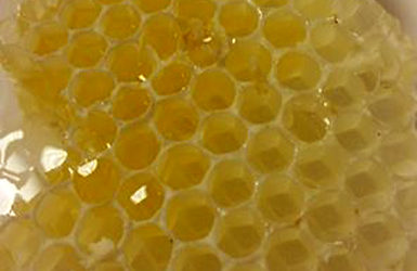 Honeycomb Harvest
